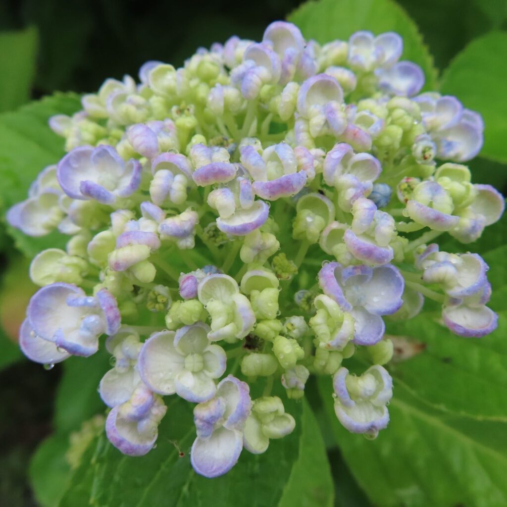 咲き始めの青紫色アジサイの花を真上から写した写真