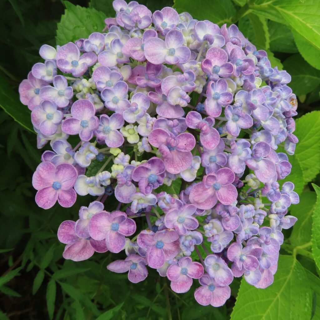濃い紫とピンクのアジサイの花が密集する様子を撮影した写真