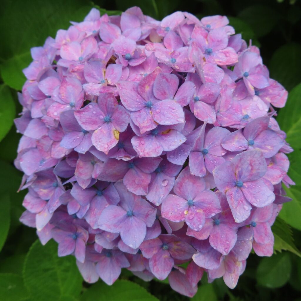雨粒が乗ったピンクと紫のアジサイの花を正面から撮影した写真