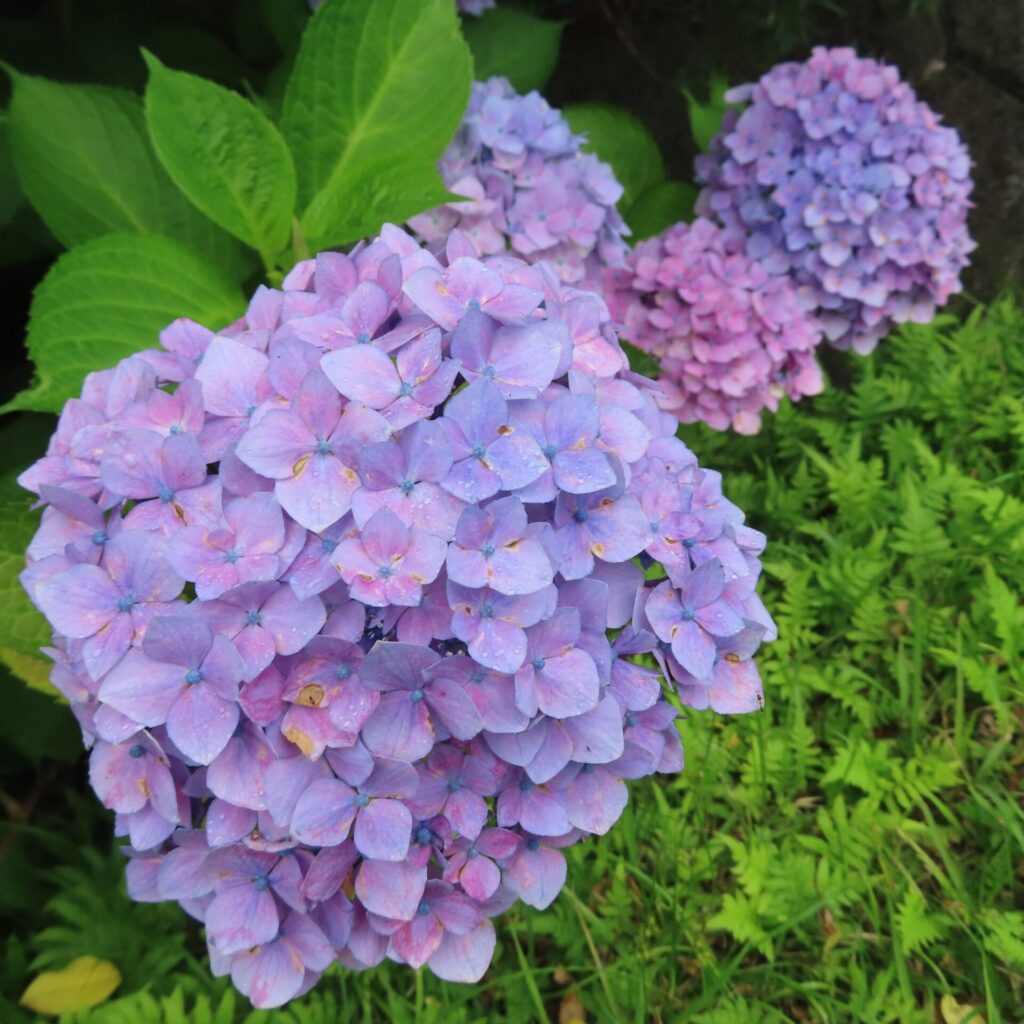 紫からピンクに変化するアジサイの花が複数並ぶ様子を撮影した写真