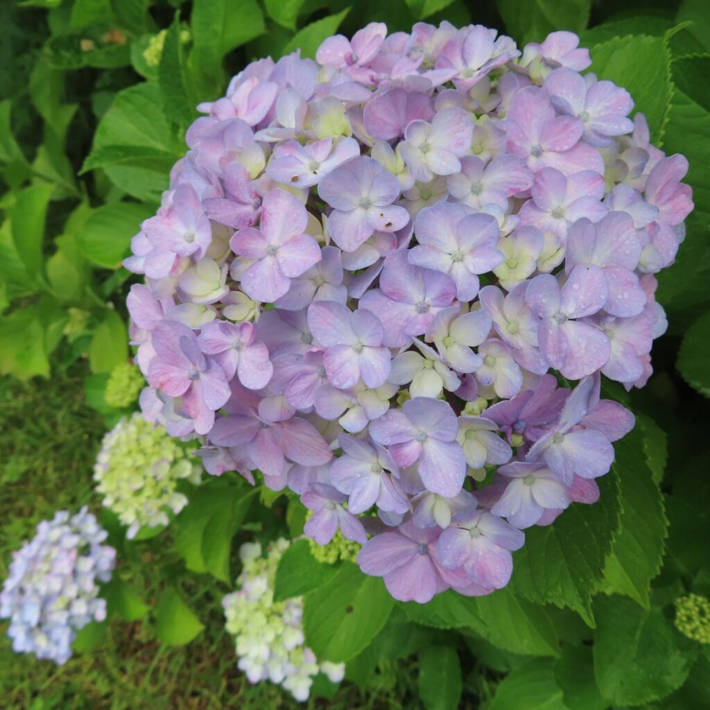 淡いピンクと紫のアジサイの花が密集して咲いている写真
