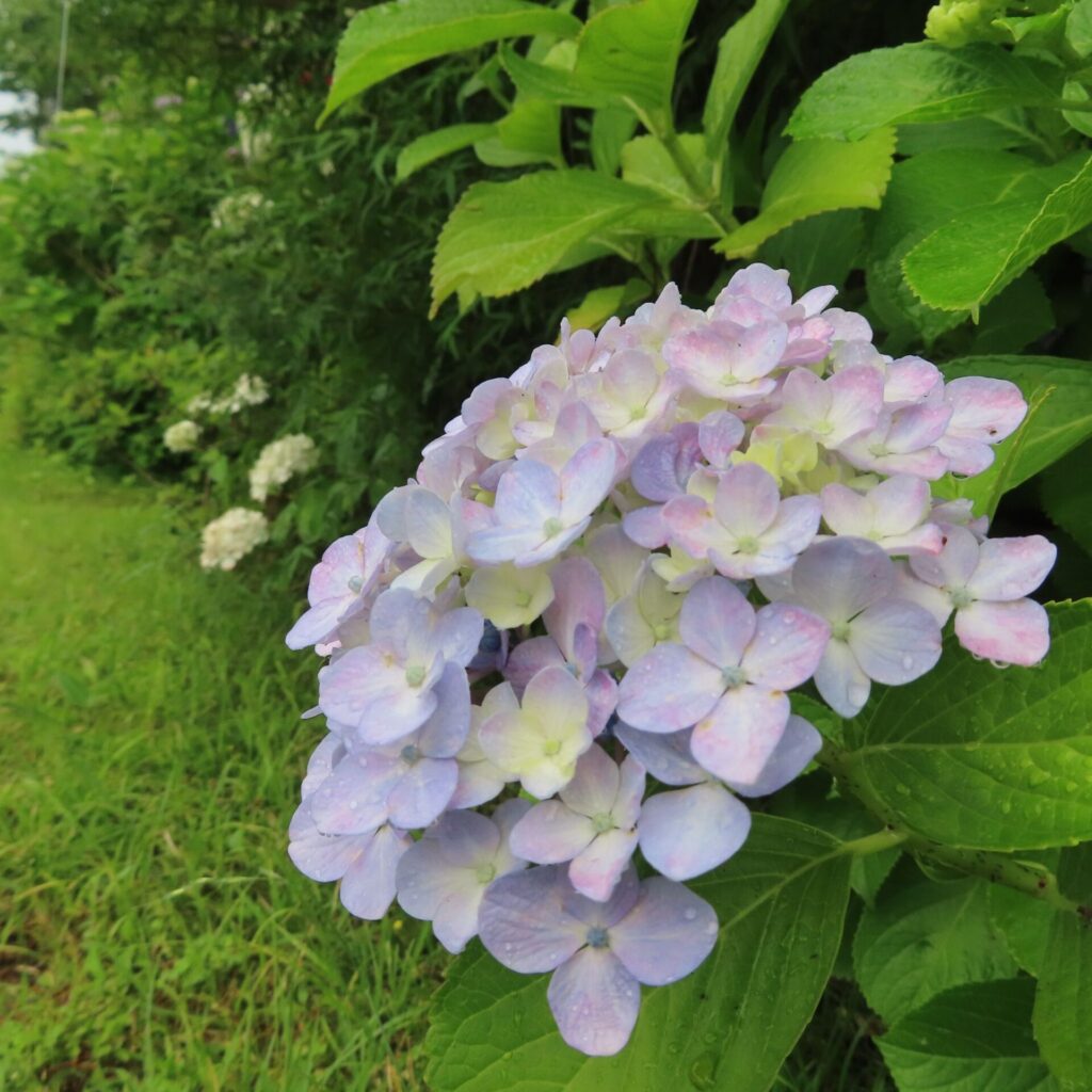 淡い紫と白のアジサイが斜めに広がる花壇の一部を捉えた写真