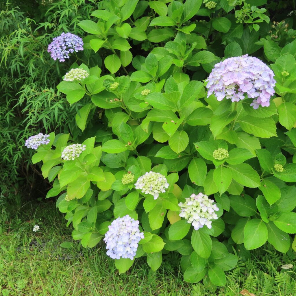 緑の葉の中に咲く薄紫のアジサイの花房を全体的に写した写真