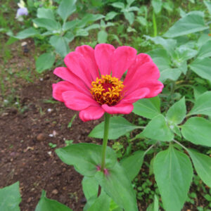 ヒャクニチソウの長く咲くジニアを撮影した花写真