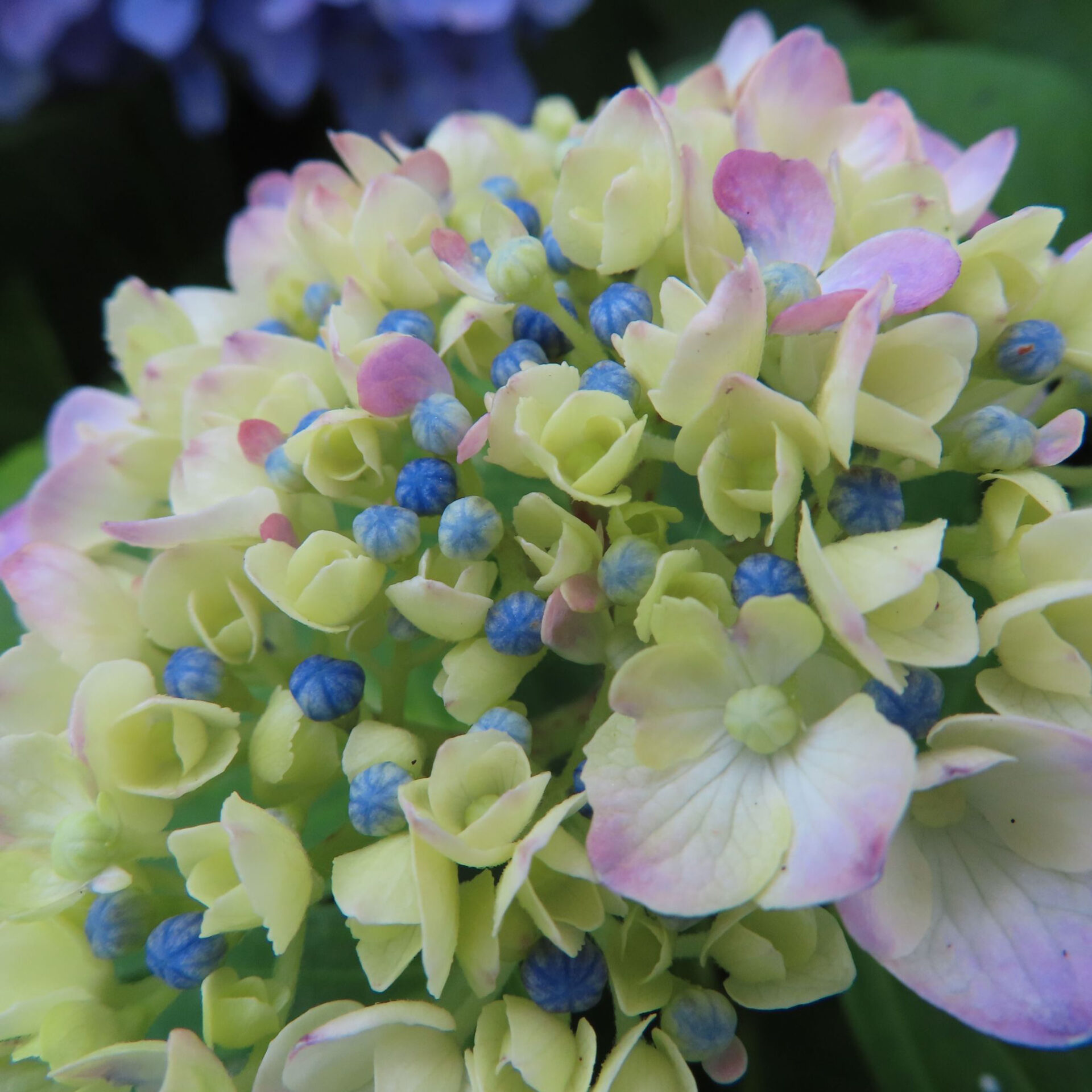 白と青のコントラストが鮮やかなアジサイの花の接写写真