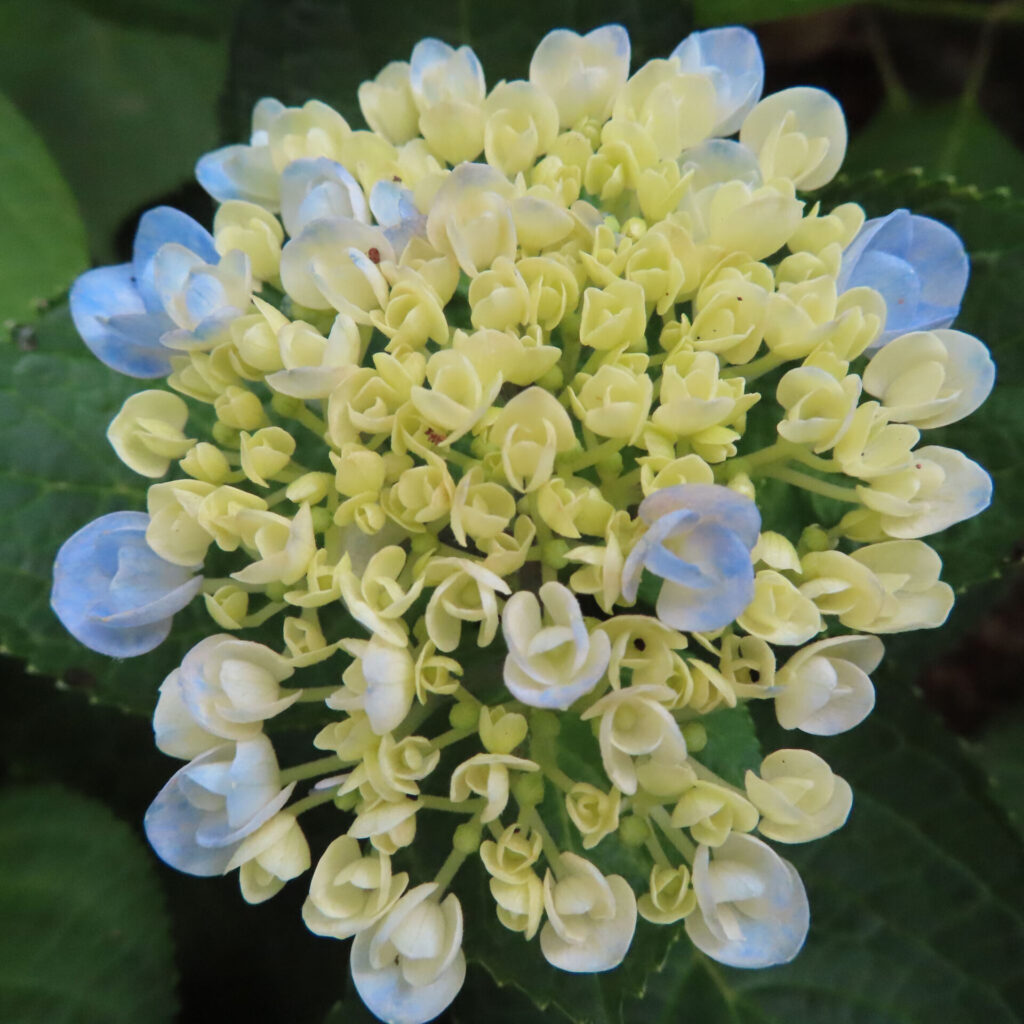 黄緑色のつぼみと青い花びらが特徴のアジサイの開花前写真