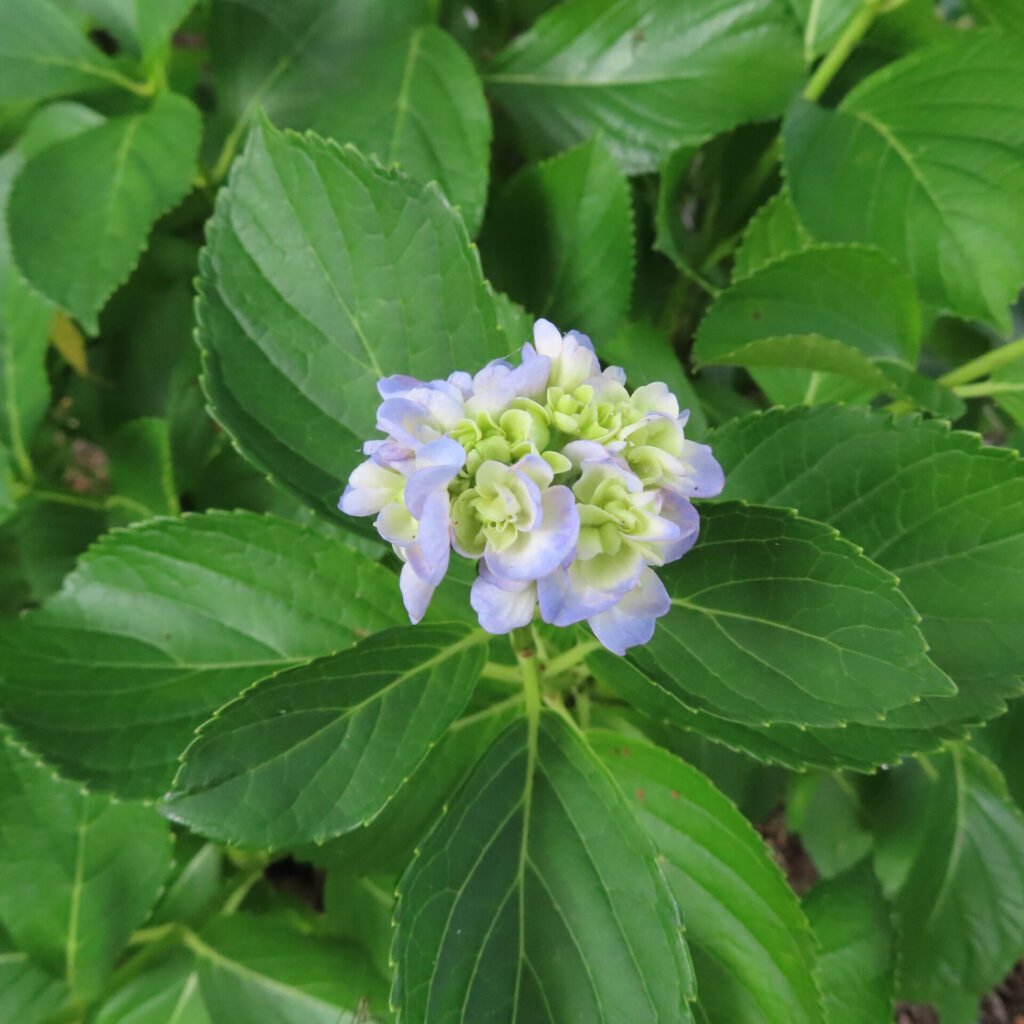 濃い緑に映える淡い紫のアジサイの花の写真(庭園)