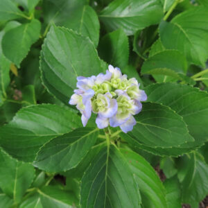 濃い緑に映える淡い紫のアジサイの花の写真（庭園）