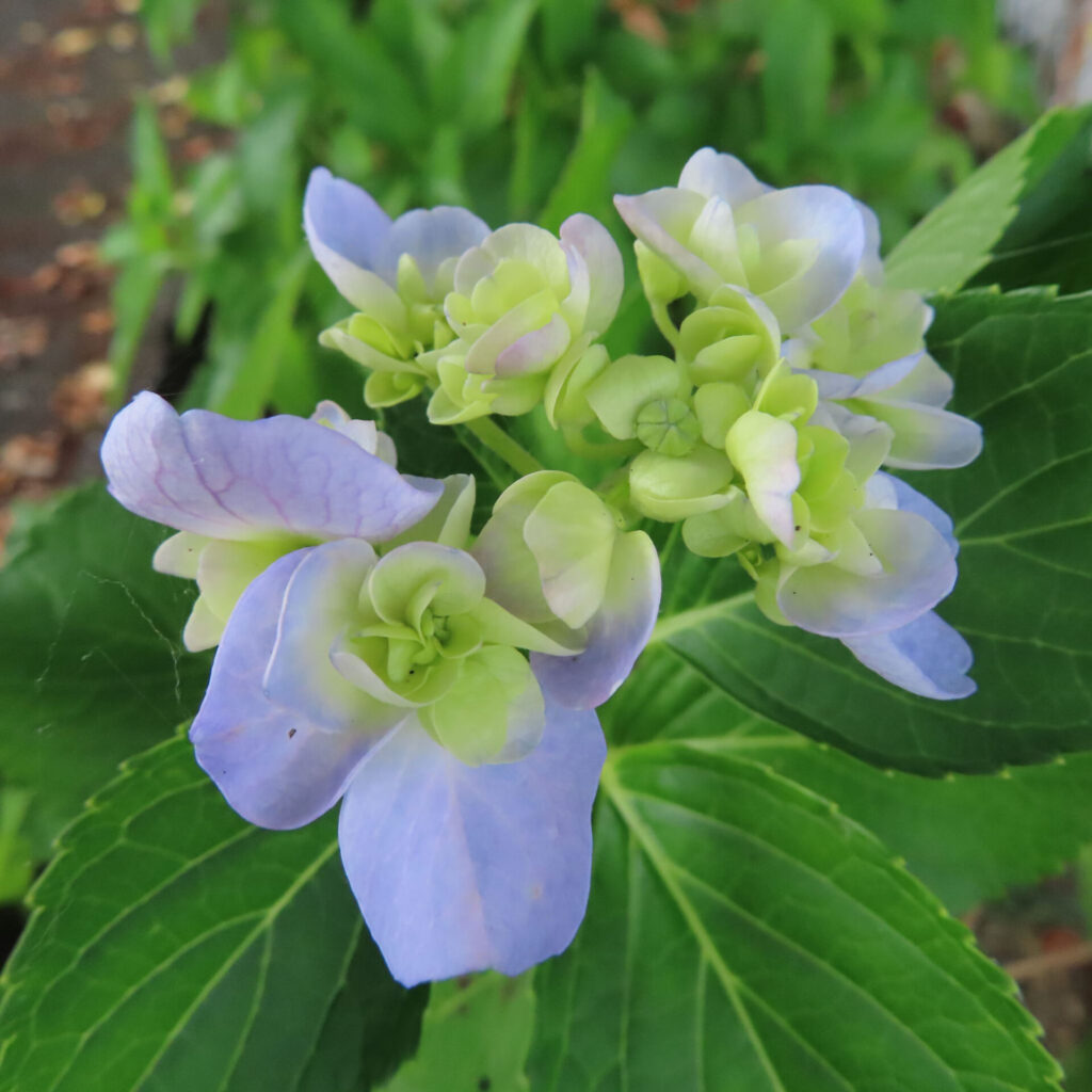 淡紫と淡緑が混ざり合ったアジサイの開花途中の写真