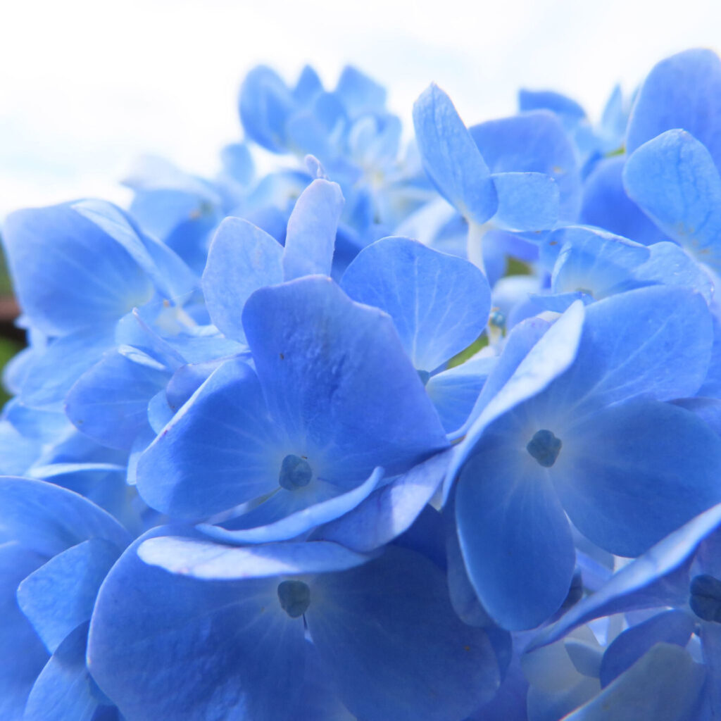 鮮やかな青色のアジサイの花びらをクローズアップで撮影した写真