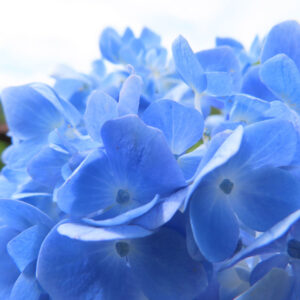 鮮やかな青色のアジサイの花びらをクローズアップで撮影した写真