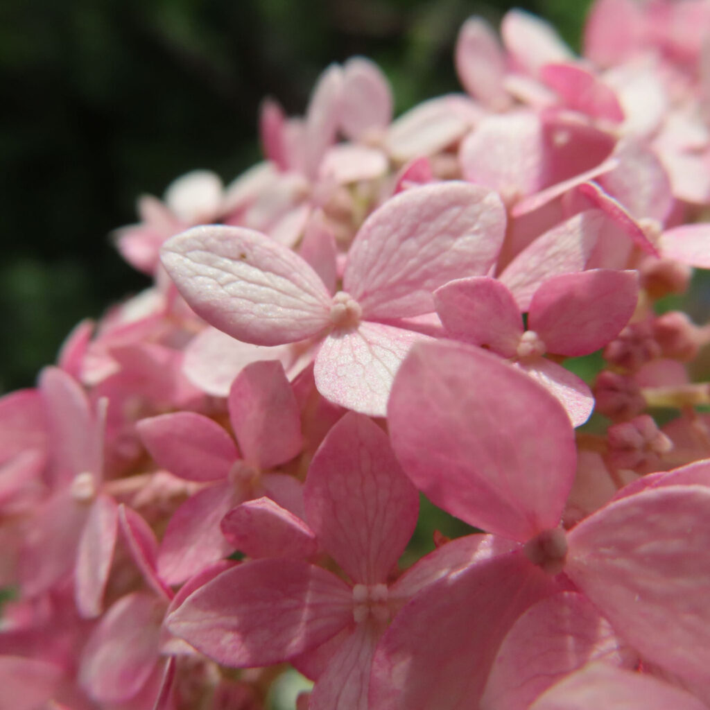 丸く咲いたピンク色のアジサイの花を接写した明るい写真