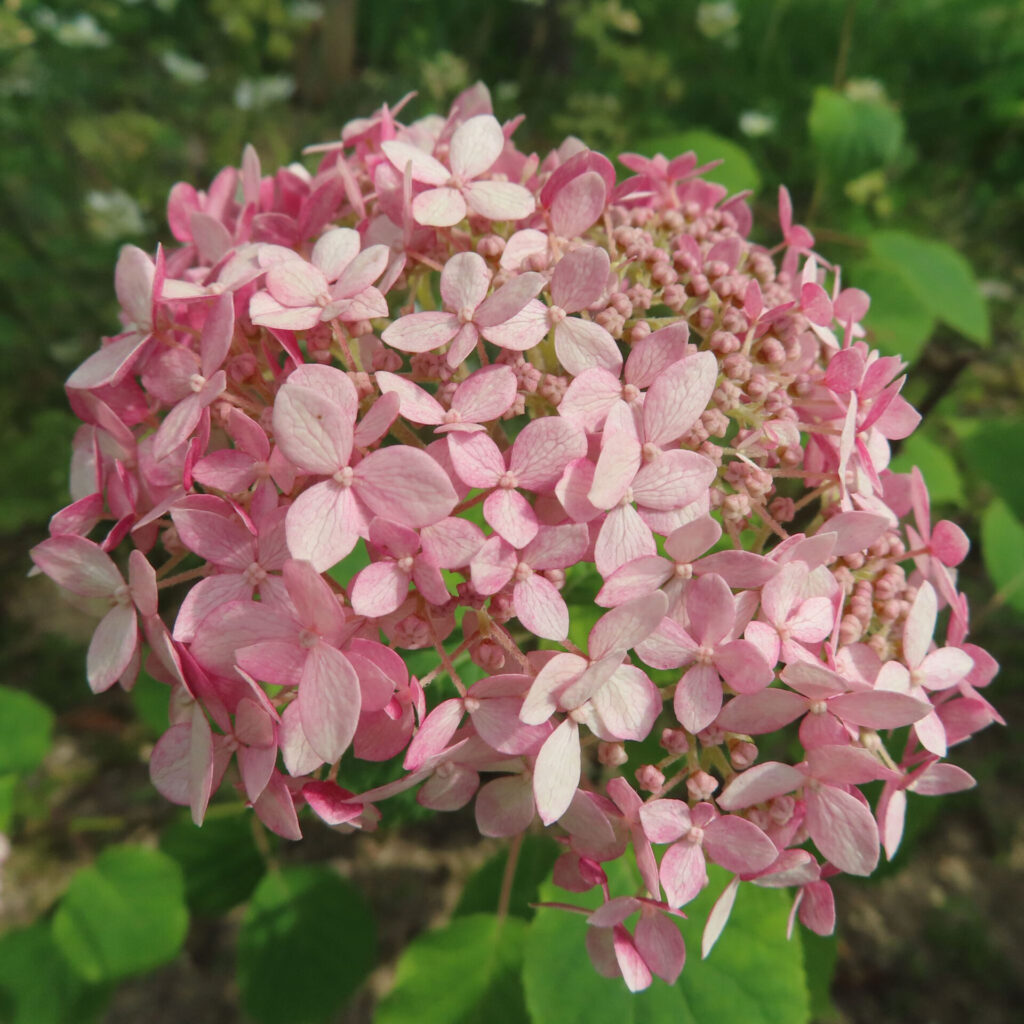 複数の花が球状に咲いたピンクのアジサイの花を写した写真