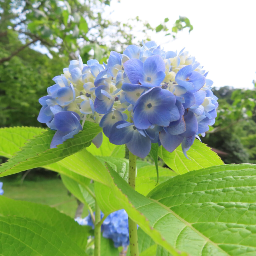 緑の葉の中に咲く青いアジサイの花を鮮明に写した写真