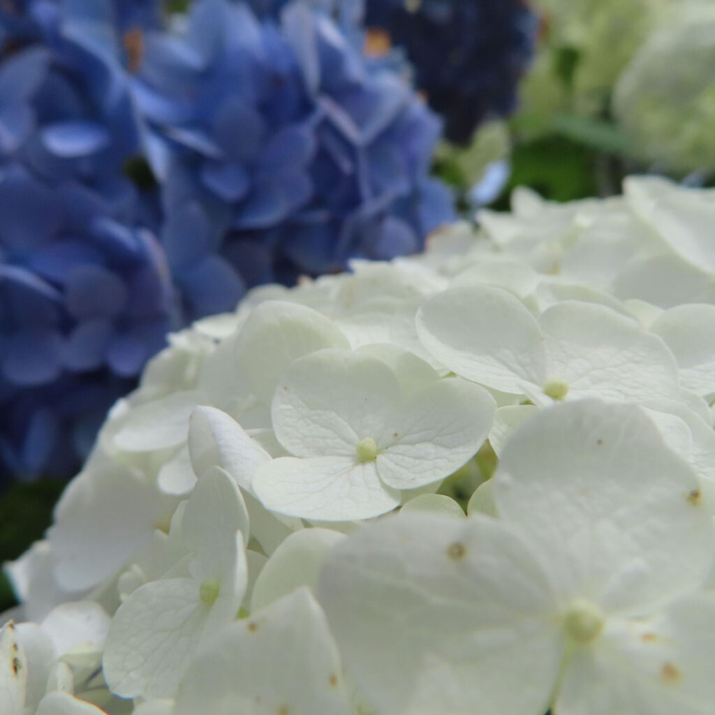 白いアジサイの花が手前に、背景に青い花房を配置した写真