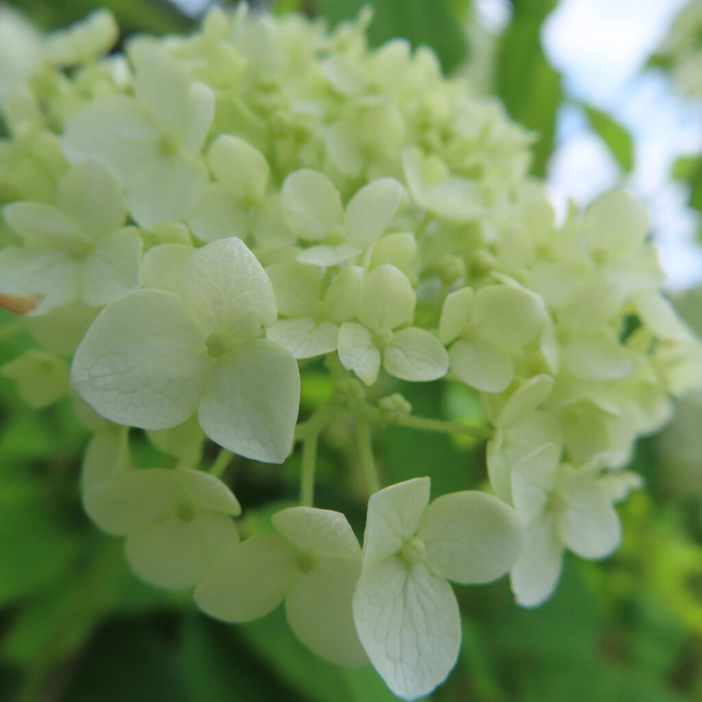 咲き始めたアナベルの淡い花びらを柔らかく撮影した接写写真
