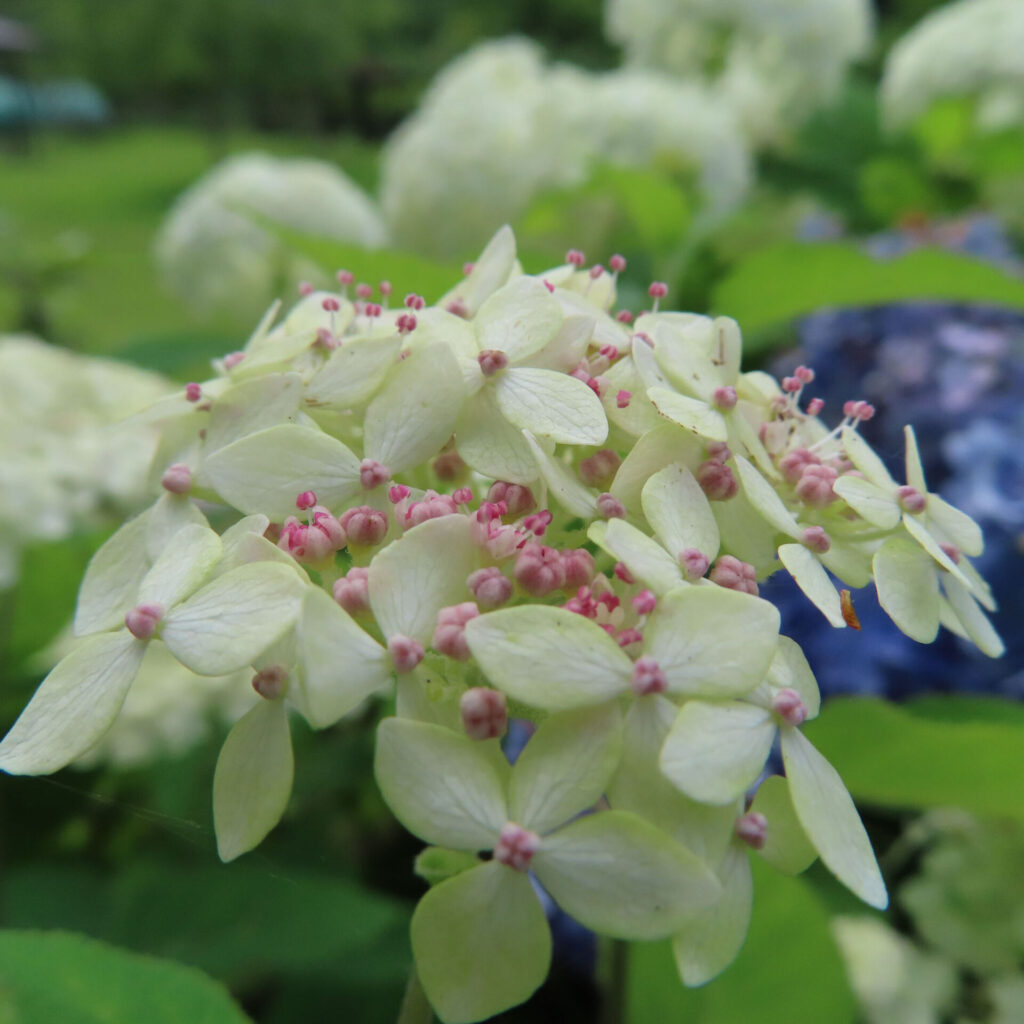 赤いつぼみと薄黄の花が特徴的なガクアジサイの接写写真