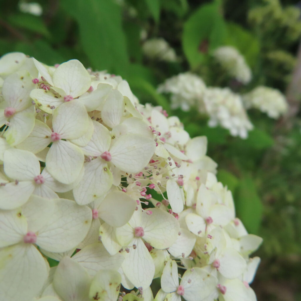 やわらかな光の中に咲く黄色いガクアジサイの花とつぼみの写真