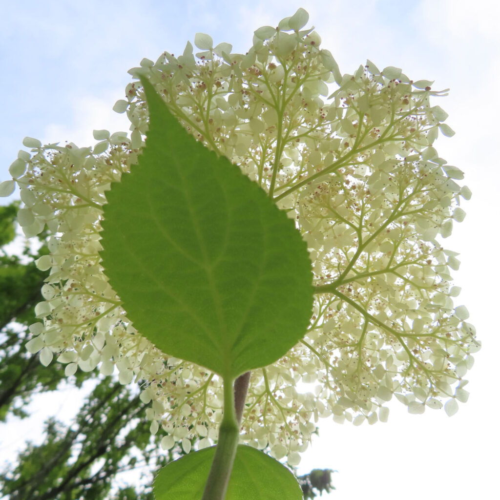 葉のシルエットと空を背景にアジサイの花房を見上げた写真