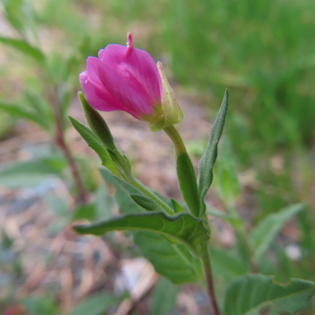 ユウゲショウの横向きに咲くピンクの蕾と花の無料写真