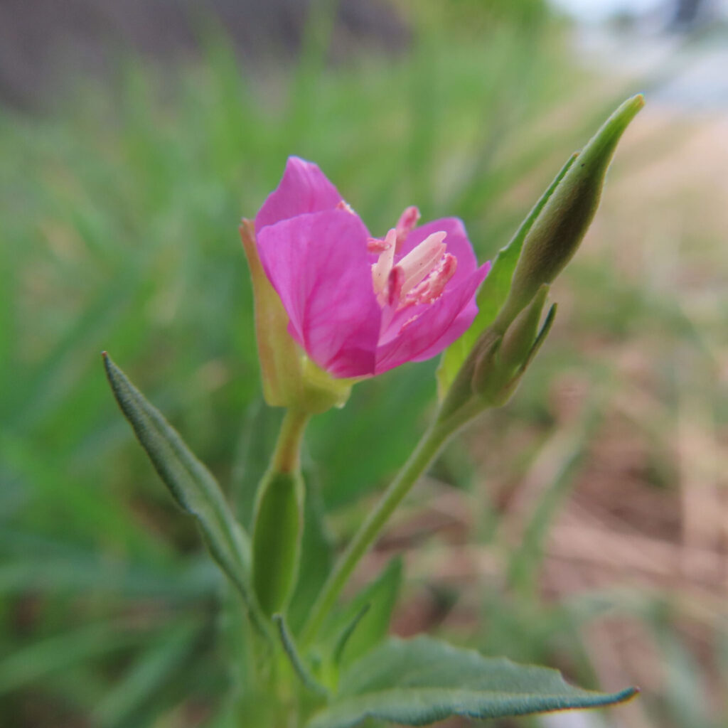ユウゲショウの鮮やかなピンクの花が咲く無料写真