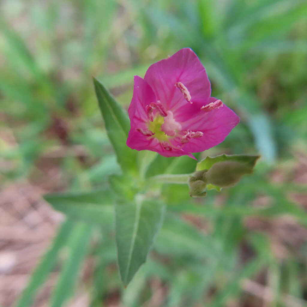 ユウゲショウの開花したピンクの花と蕾を写した無料写真