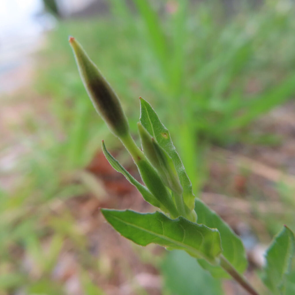 ユウゲショウの細長い緑色の蕾を接写した無料写真