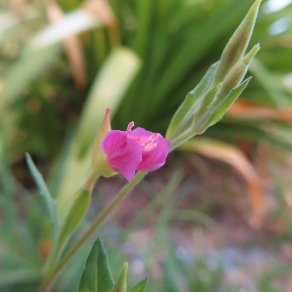 ユウゲショウのピンクの花が自然に咲く無料写真