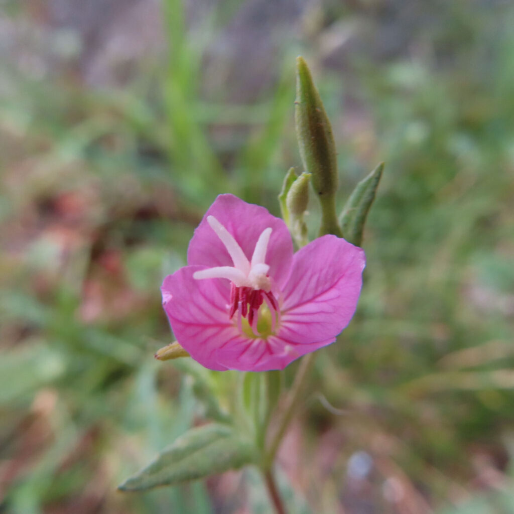 ユウゲショウのピンクの花と蕾を接写した無料写真