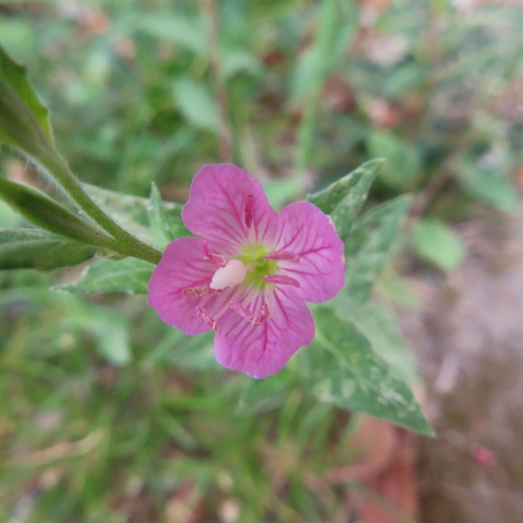 ユウゲショウの鮮やかなピンクの花びらを上から撮影した無料写真