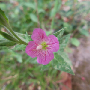 ユウゲショウの鮮やかなピンクの花びらを上から撮影した無料写真