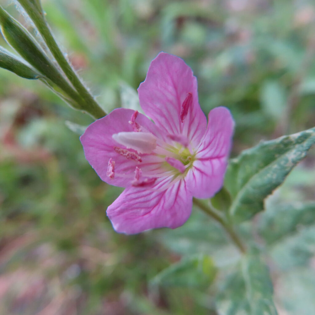 ユウゲショウの花芯と花びらが鮮明に写る接写の無料写真