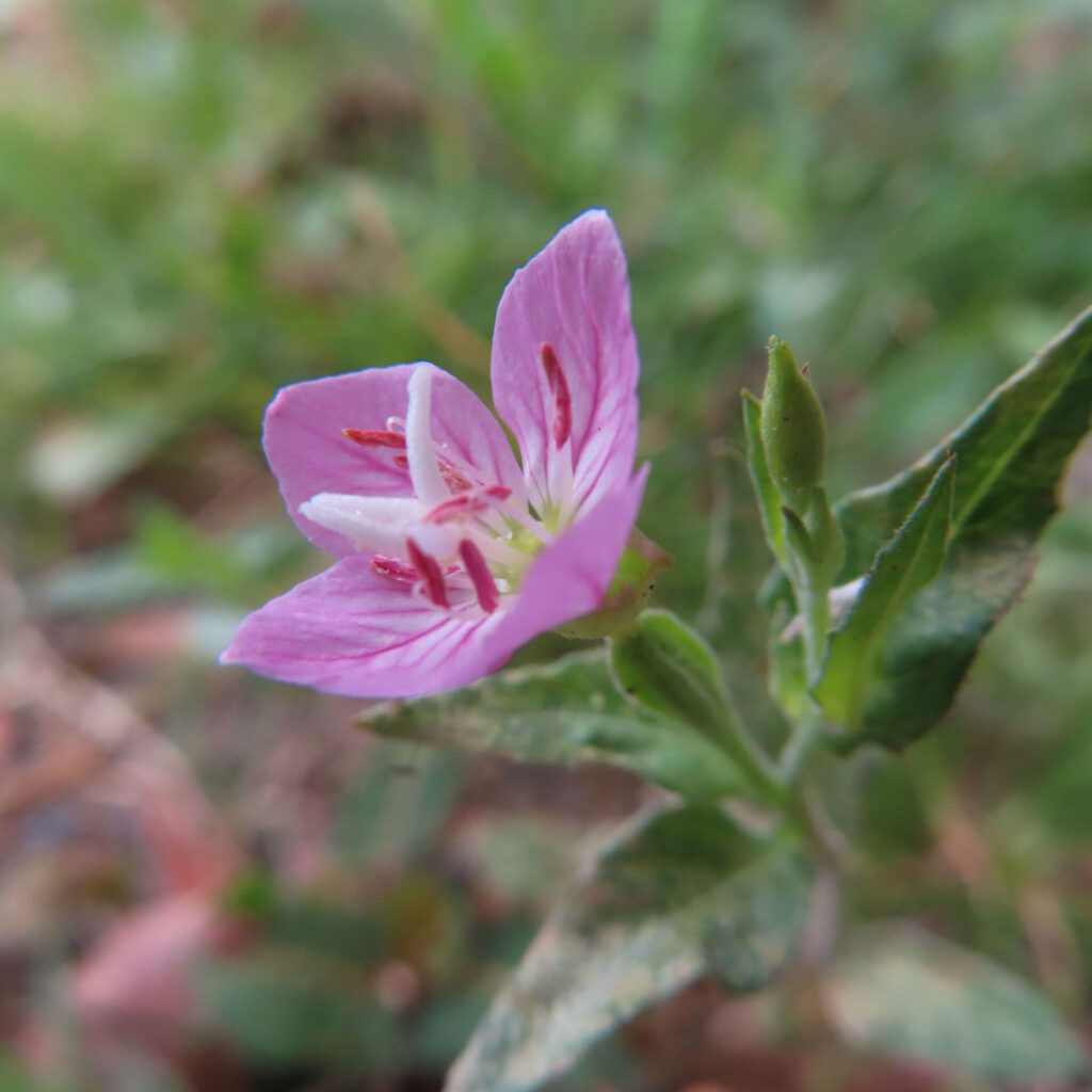 ユウゲショウの開花した花を斜めから撮影した無料写真