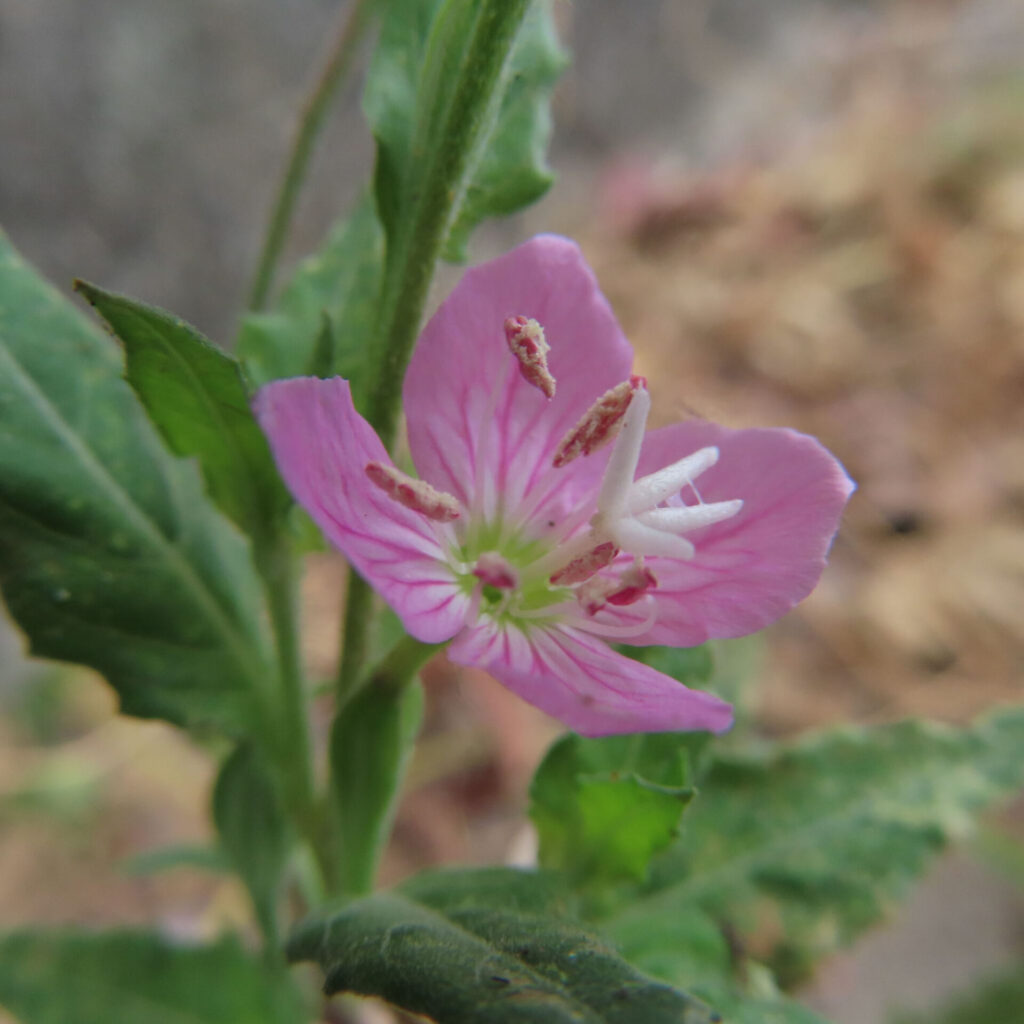 ユウゲショウの大きく開いた花びらと花芯を写した無料写真
