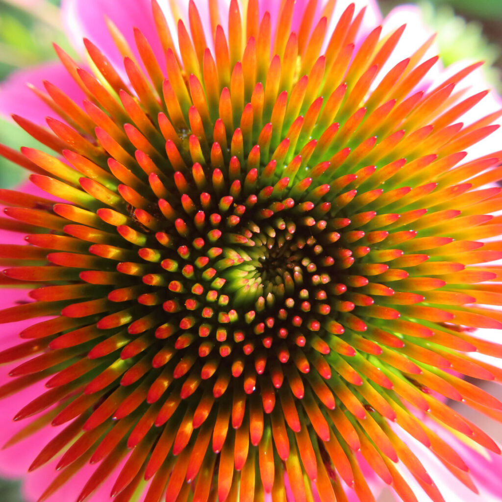 エキナセアの花の中心を接写した高画質無料写真。緑から赤へと色づくトゲ状の花心が渦を描くように並び、自然の幾何学模様が際立つ