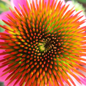 エキナセアの花の中心を接写した高画質無料写真。緑から赤へと色づくトゲ状の花心が渦を描くように並び、自然の幾何学模様が際立つ