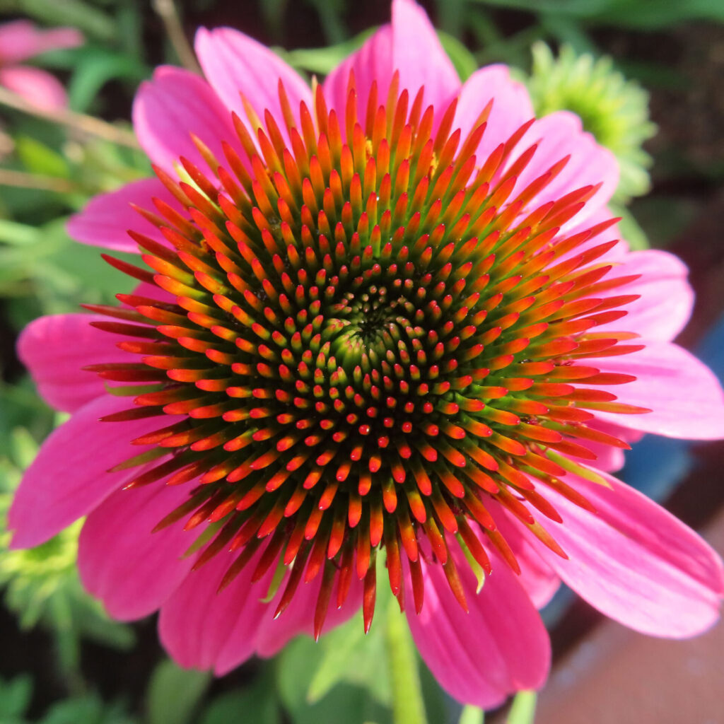 エキナセアの花を真上から撮影した高画質無料写真。オレンジと緑が混じる花心のトゲ状部分と鮮やかなピンクの花弁が美しく際立つ