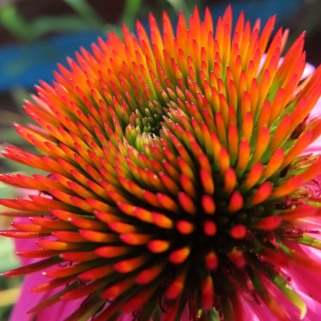エキナセアの花心を斜めから接写した高画質無料写真。緑から赤橙に色づくトゲ状の小花が渦を描き、鮮やかなピンクの花弁が背景に映える