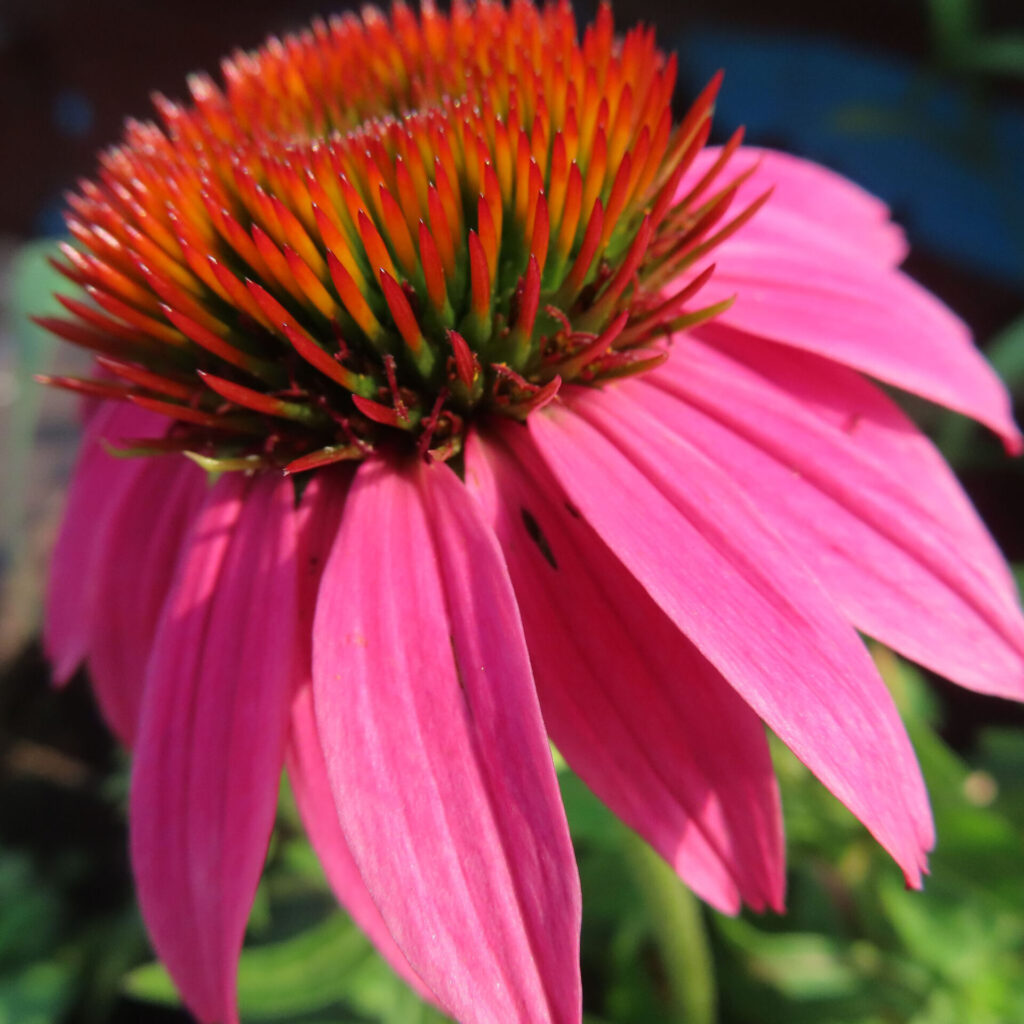 横から見たエキナセアの高画質無料写真。オレンジと緑のトゲ状花心が立体的に映え、下向きに広がる鮮やかなピンクの花弁が特徴的