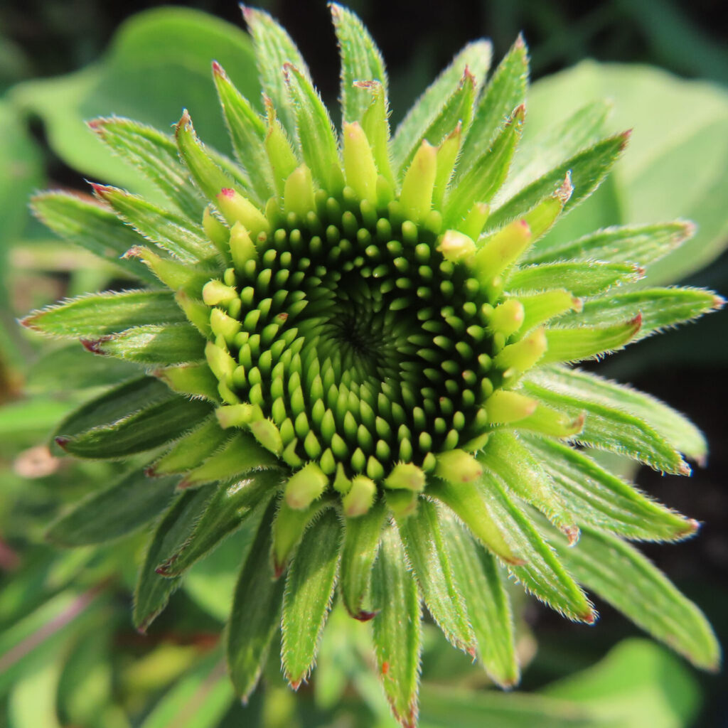 エキナセアの蕾を真上から接写した高画質無料写真。緑の小花が渦を描くように並び、トゲ状の苞葉が外側に広がる初期開花の姿
