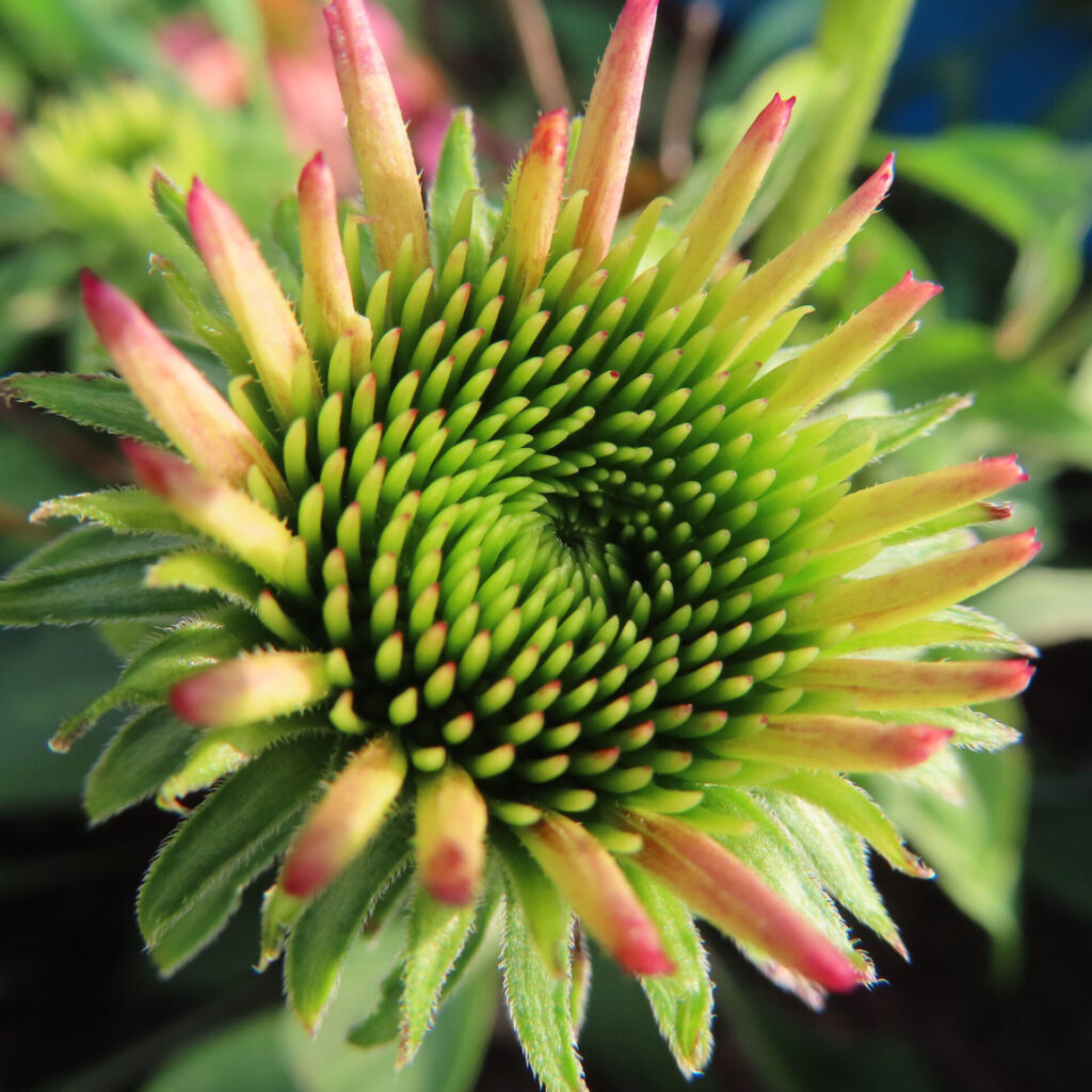 エキナセアの蕾を斜めから接写した高画質無料写真。緑の小花が渦を描き、先端が赤く色づき始めた苞葉が放射状に伸びる姿