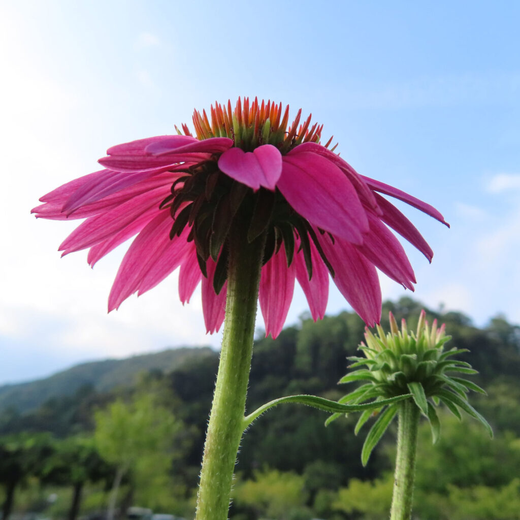 青空を背景に咲くエキナセアの高画質無料写真。背の高い緑の茎にピンクの花弁が広がり、隣には開花前の蕾も映る
