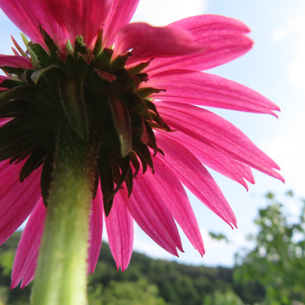 エキナセアの花を下から見上げて撮影した高画質無料写真。緑の茎と苞葉の上に、青空を背景に鮮やかなピンクの花弁が広がる