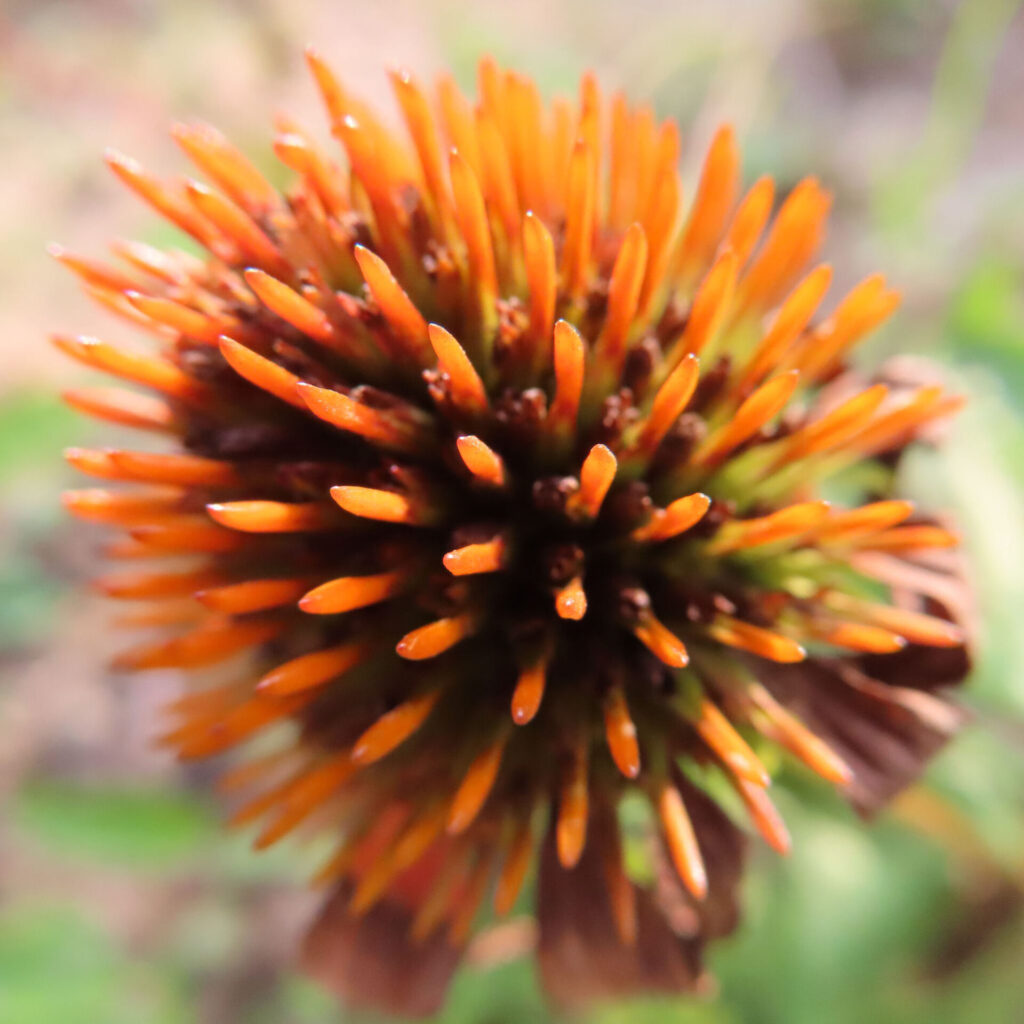 エキナセアの花心を接写した高画質無料写真。橙色から茶色に変化するトゲ状の小花が密集し、晩夏から秋にかけての枯れ姿を映す