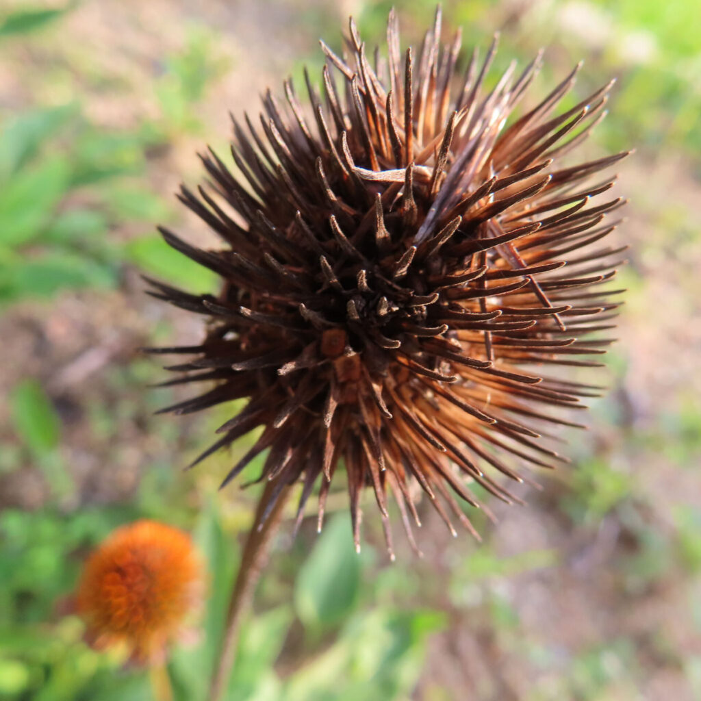 枯れたエキナセアの花心を接写した高画質無料写真。鋭い茶褐色のトゲ状の小花が放射状に広がり、晩秋を思わせる乾いた質感が際立つ