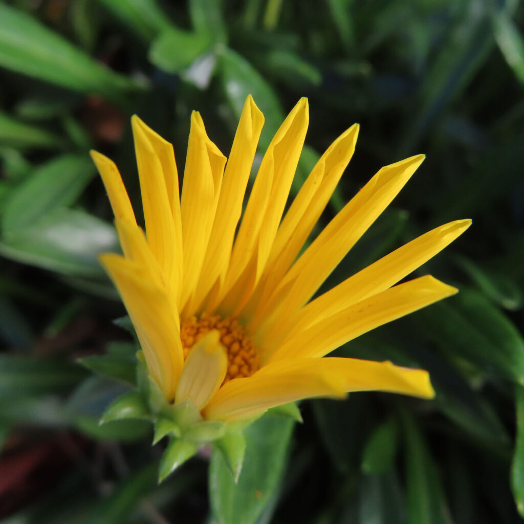 開きかけの黄色いガザニアの花を接写で撮影した写真