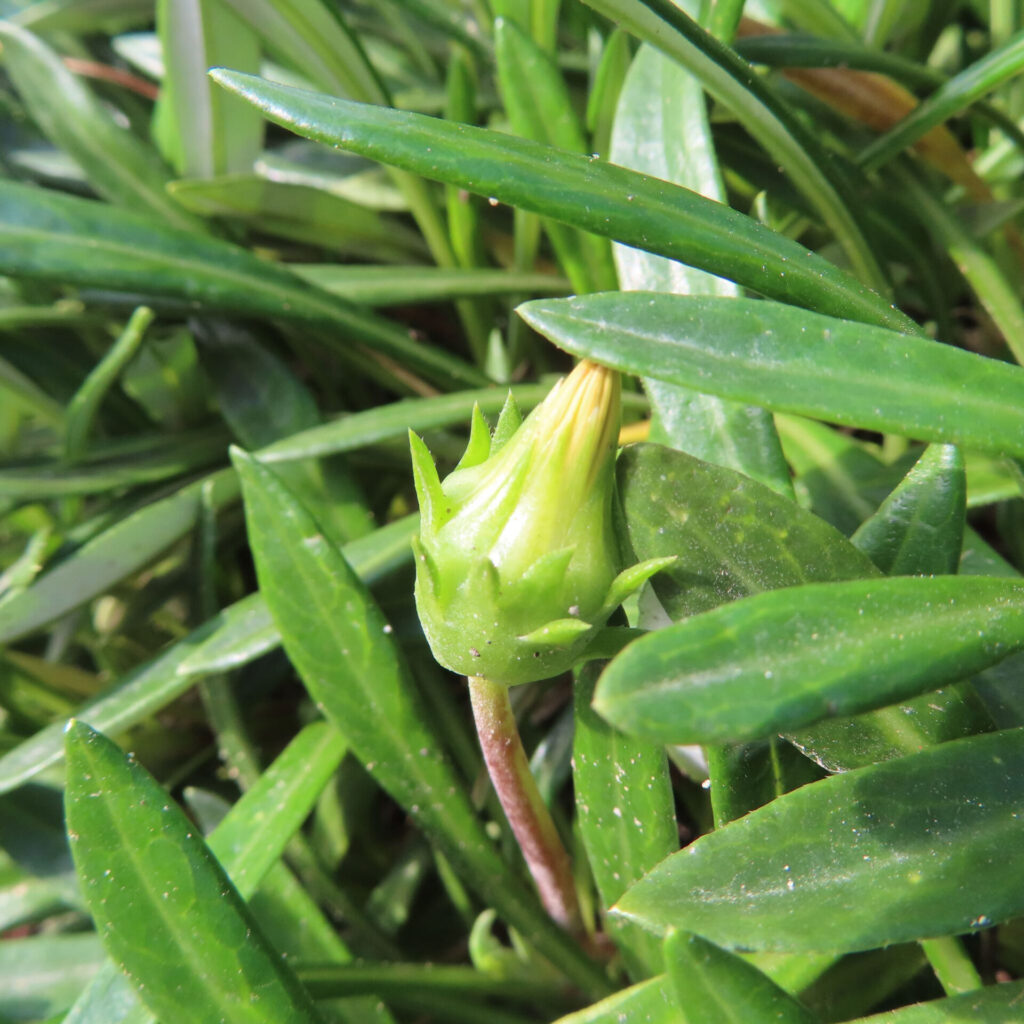 ガザニアのつぼみをクローズアップで撮影した写真。緑の葉に囲まれた黄色い蕾が朝日を受けて輝く様子