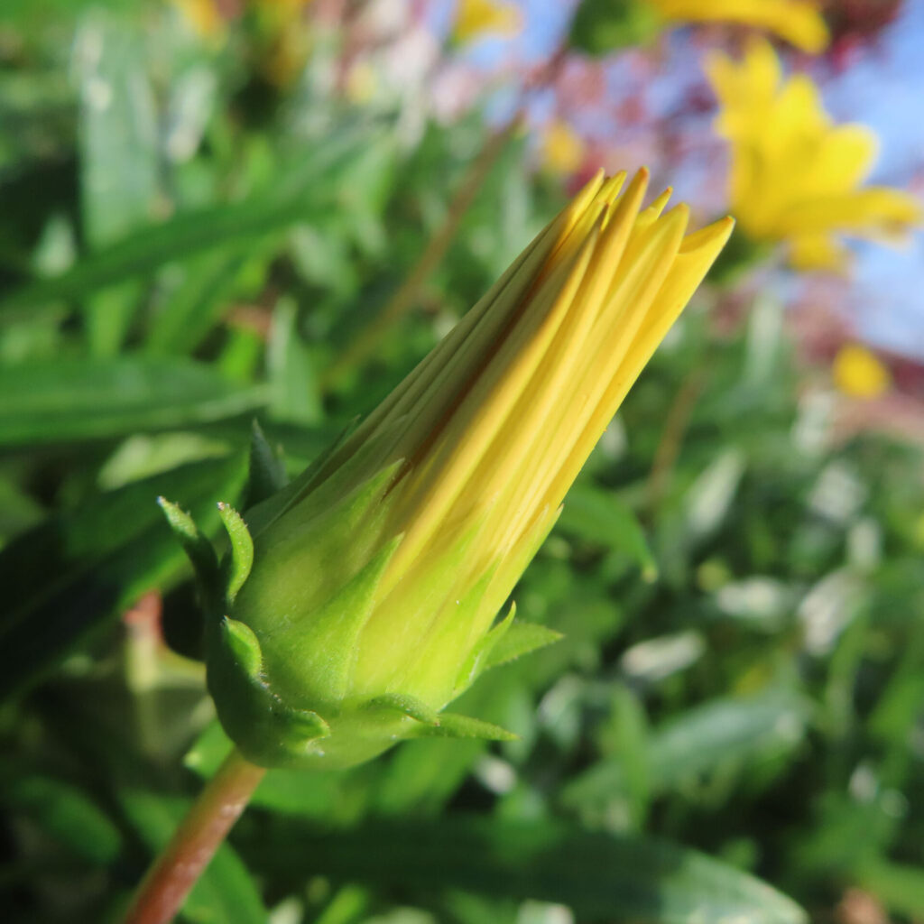 春の庭で黄色いガザニアのつぼみをクローズアップ撮影した写真。背景の緑がやわらかくボケて、瑞々しい花の質感が際立つ