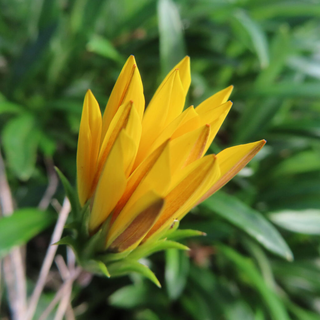 黄色いガザニアの蕾をクローズアップで撮影した写真