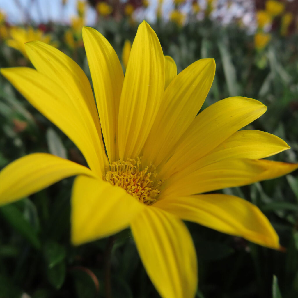 黄色いガザニアの花をクローズアップで撮影した写真。鮮やかな黄色の花弁と中心部の細かな花粉が際立ち、背景に群生するガザニアが柔らかくぼけて見える。